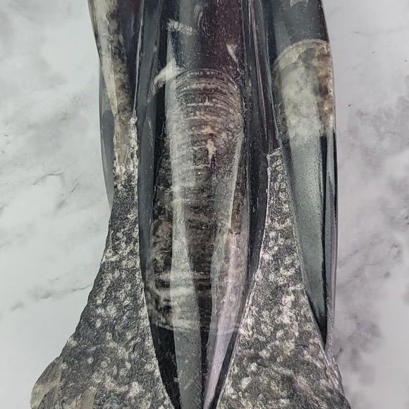 Orthoceras Fossil Home Decor Office Desk Bookend Display Black Gray Accent - Picture 11 of 16